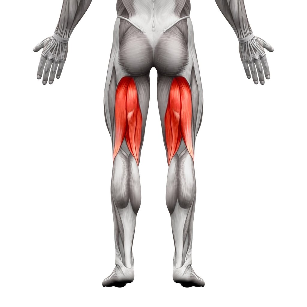 Real Hamstring Muscle Anatomy and Function of the Hamstring Muscles