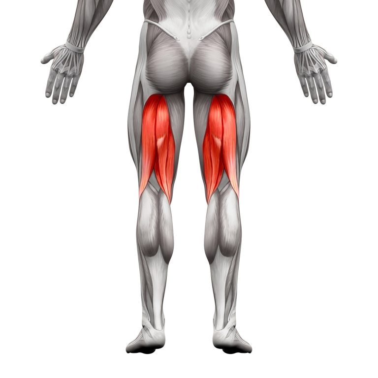 Hamstring Muscle Movement Anatomy and Function of the Hamstring Muscles