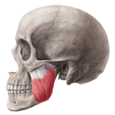 Anatomy And Function Of The Masseter Muscle Anatomy And Function Of The Masseter Muscle