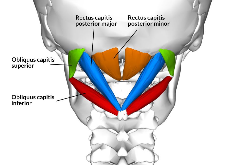 Relief for Neck Tension and Headaches: A Guide to Suboccipital Muscle Care