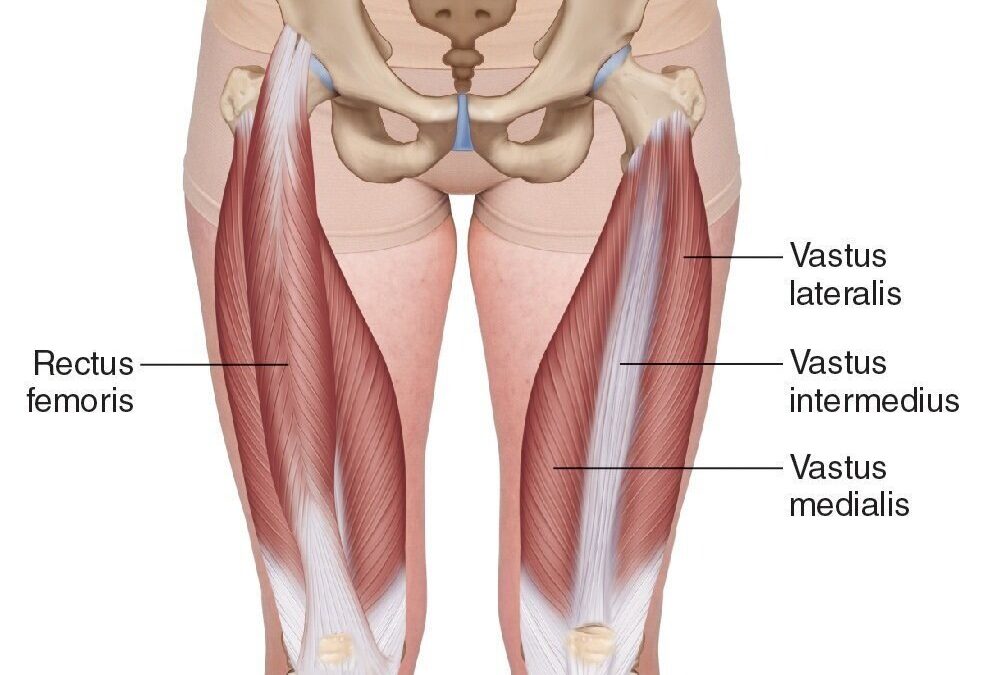 Strong Thighs, Better Movement: A Myotherapy Perspective on the Quadriceps